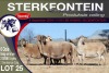 6X MEATMASTER PREGNANT EWE STERKFONTEIN MEATMASTERS - 3