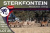 6X MEATMASTER PREGNANT EWE STERKFONTEIN MEATMASTERS - 4