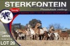 6+7X MEATMASTER EWE STERKFONTEIN MEATMASTERS - 2