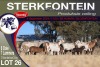 6+7X MEATMASTER EWE STERKFONTEIN MEATMASTERS - 3