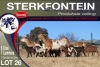 6+7X MEATMASTER EWE STERKFONTEIN MEATMASTERS - 4