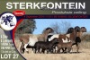 4+4X MEATMASTER EWE STERKFONTEIN MEATMASTERS