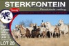 11+11X MEATMASTER EWE STERKFONTEIN MEATMASTERS