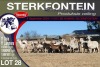 11+11X MEATMASTER EWE STERKFONTEIN MEATMASTERS - 3