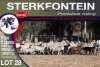 11+11X MEATMASTER EWE STERKFONTEIN MEATMASTERS - 4