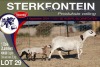 1+2X MEATMASTER EWE STERKFONTEIN MEATMASTERS