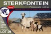 1+2X MEATMASTER EWE STERKFONTEIN MEATMASTERS - 2