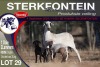 1+2X MEATMASTER EWE STERKFONTEIN MEATMASTERS - 3