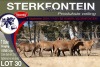 7X MEATMASTER PREGNANT EWE STERKFONTEIN MEATMASTERS - 2