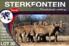 7X MEATMASTER PREGNANT EWE STERKFONTEIN MEATMASTERS - 3