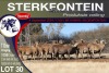 7X MEATMASTER PREGNANT EWE STERKFONTEIN MEATMASTERS - 4