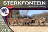 7X MEATMASTER PREGNANT EWE STERKFONTEIN MEATMASTERS - 5