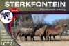 6X MEATMASTER PREGNANT EWE STERKFONTEIN MEATMASTERS