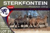 6X MEATMASTER PREGNANT EWE STERKFONTEIN MEATMASTERS - 2