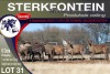 6X MEATMASTER PREGNANT EWE STERKFONTEIN MEATMASTERS - 3