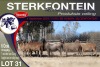 6X MEATMASTER PREGNANT EWE STERKFONTEIN MEATMASTERS - 4