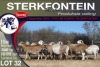 8X MEATMASTER PREGNANT EWE STERKFONTEIN MEATMASTERS