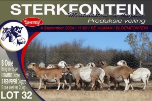 8X MEATMASTER PREGNANT EWE STERKFONTEIN MEATMASTERS