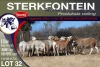 8X MEATMASTER PREGNANT EWE STERKFONTEIN MEATMASTERS - 2