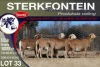 6X MEATMASTER PREGNANT EWE STERKFONTEIN MEATMASTERS - 2