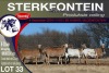 6X MEATMASTER PREGNANT EWE STERKFONTEIN MEATMASTERS - 3