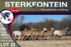 6X MEATMASTER PREGNANT EWE STERKFONTEIN MEATMASTERS - 4