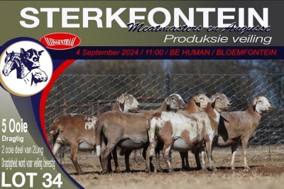 5X MEATMASTER PREGNANT EWE STERKFONTEIN MEATMASTERS