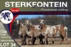 5X MEATMASTER PREGNANT EWE STERKFONTEIN MEATMASTERS - 2