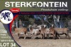 5X MEATMASTER PREGNANT EWE STERKFONTEIN MEATMASTERS - 3