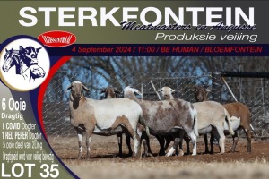 6X MEATMASTER PREGNANT EWE STERKFONTEIN MEATMASTERS