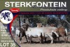 6X MEATMASTER PREGNANT EWE STERKFONTEIN MEATMASTERS - 2