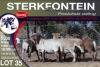 6X MEATMASTER PREGNANT EWE STERKFONTEIN MEATMASTERS - 3