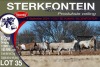 6X MEATMASTER PREGNANT EWE STERKFONTEIN MEATMASTERS - 4