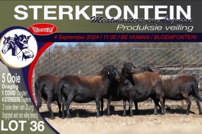 5X MEATMASTER PREGNANT EWE STERKFONTEIN MEATMASTERS