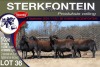 5X MEATMASTER PREGNANT EWE STERKFONTEIN MEATMASTERS - 2