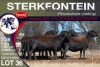 5X MEATMASTER PREGNANT EWE STERKFONTEIN MEATMASTERS - 3