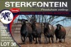 5X MEATMASTER PREGNANT EWE STERKFONTEIN MEATMASTERS - 5