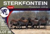 5X MEATMASTER PREGNANT EWE STERKFONTEIN MEATMASTERS - 6