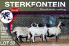 4X MEATMASTER PREGNANT EWE STERKFONTEIN MEATMASTERS