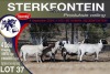 4X MEATMASTER PREGNANT EWE STERKFONTEIN MEATMASTERS - 2