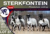 4X MEATMASTER PREGNANT EWE STERKFONTEIN MEATMASTERS - 3