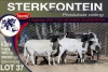 4X MEATMASTER PREGNANT EWE STERKFONTEIN MEATMASTERS - 4