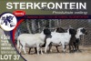 4X MEATMASTER PREGNANT EWE STERKFONTEIN MEATMASTERS - 5