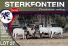 4X MEATMASTER PREGNANT EWE STERKFONTEIN MEATMASTERS - 6