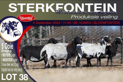 5X MEATMASTER PREGNANT EWE STERKFONTEIN MEATMASTERS