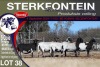 5X MEATMASTER PREGNANT EWE STERKFONTEIN MEATMASTERS - 2