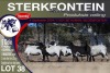 5X MEATMASTER PREGNANT EWE STERKFONTEIN MEATMASTERS - 3