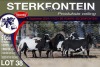 5X MEATMASTER PREGNANT EWE STERKFONTEIN MEATMASTERS - 4