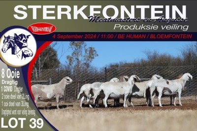 8X MEATMASTER PREGNANT EWE STERKFONTEIN MEATMASTERS