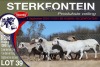 8X MEATMASTER PREGNANT EWE STERKFONTEIN MEATMASTERS - 2